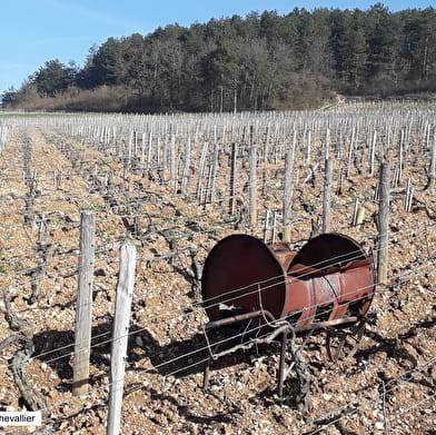 Guided tour of the Chablis vineyards